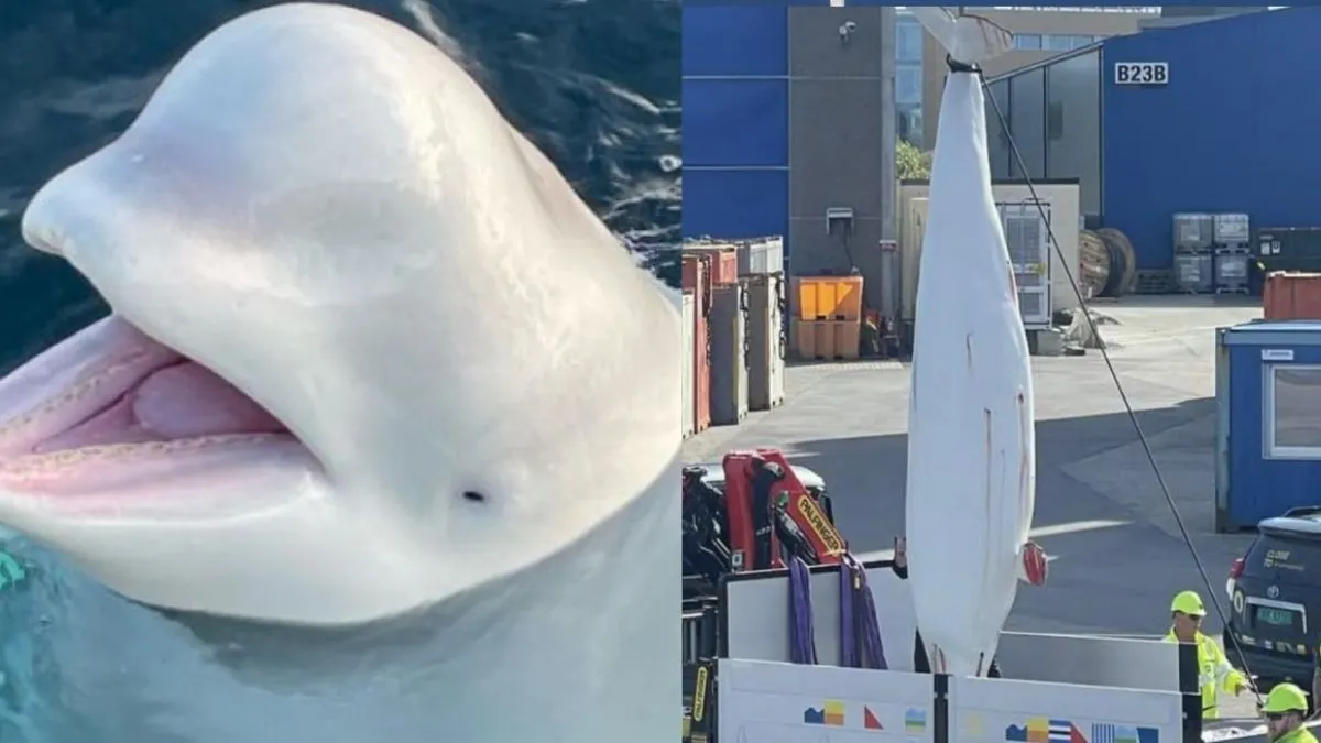 russian-spy-beluga-whale-hvaldimir-allegedly-shot-dead-in-norway-animal-rights-group-seeks-criminal-probe